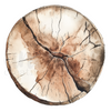 Uniquely Creative - Field Notes Tree Ring Slice Decorative Base Layer