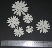 Daisy Flowers